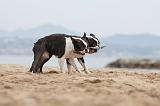 BOSTON TERRIER 415